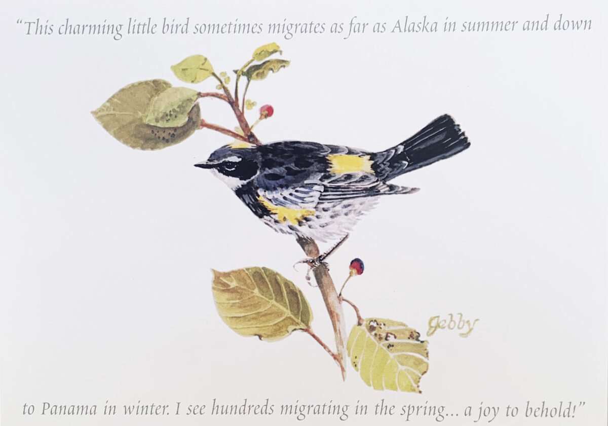 Alaska Yellow and Black